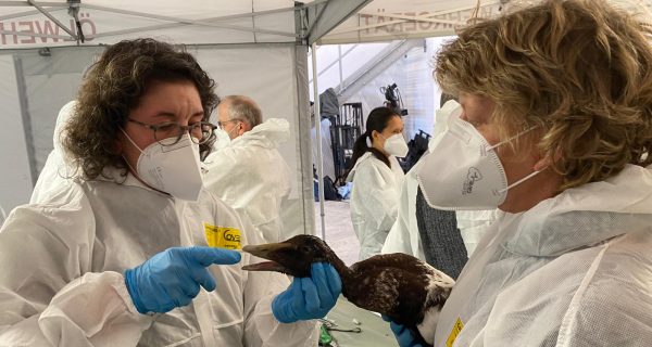 Vet Specialists practicing tube feeding