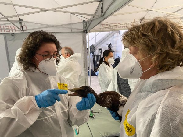 Vet Specialists practicing tube feeding